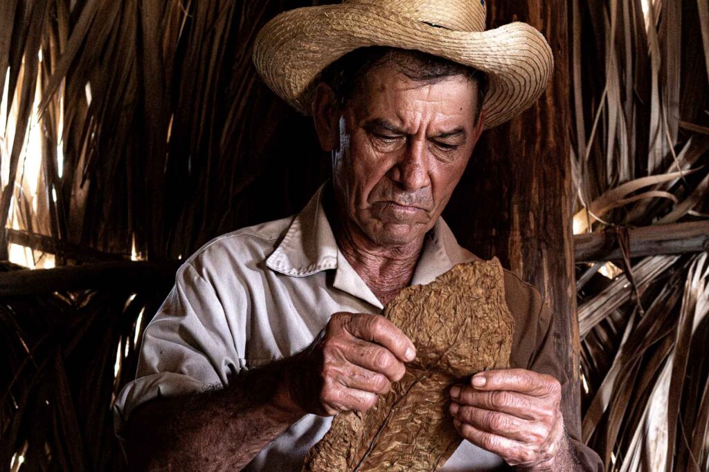 Cigar Farmer