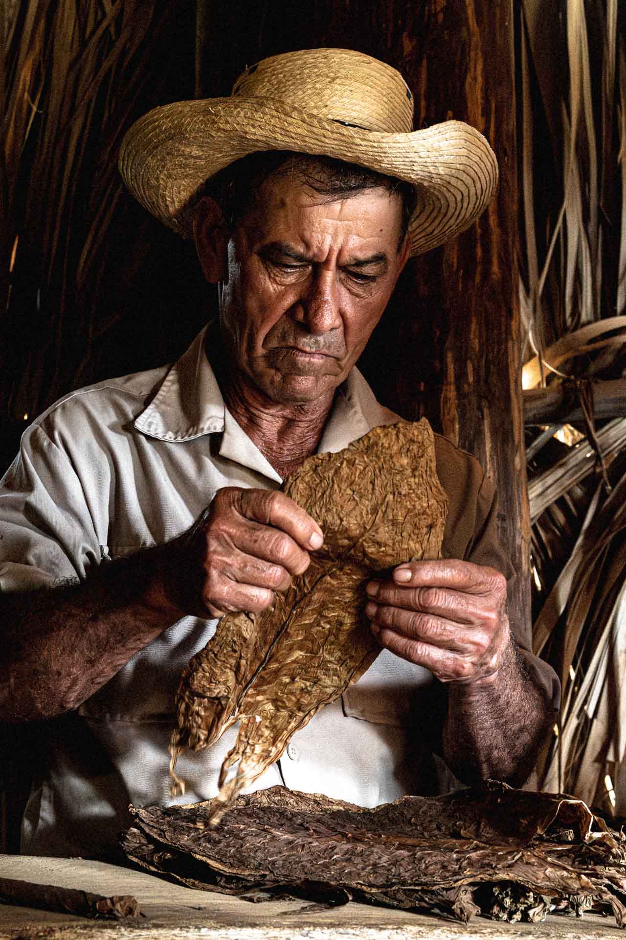 Tobacco farmer