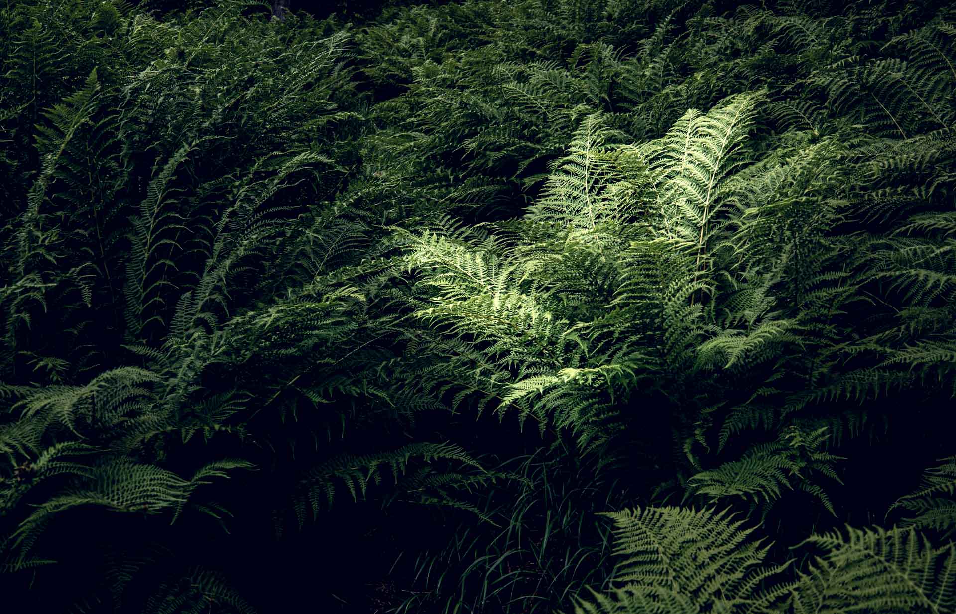 Datenschutzerklärung, René Gaens